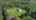 Blurred preview of media: DJI_0900