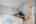 Blurred preview of media: DSC_5042