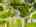 Blurred preview of media: 2-626-