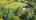 Blurred preview of media: DJI_0994