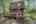 Blurred preview of media: PAX_1917