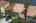 Blurred preview of media: iPixx_10_27_Copy