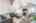 Blurred preview of media: 021