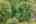 Blurred preview of media: 7-0_SW_Upper_Dr_vacantlot