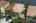 Blurred preview of media: iPixx_10_27