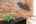 Blurred preview of media: 081A0193-Edit