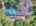 Blurred preview of media: DJI_20250728122422_0416_D_7_D_8_D_easyHDR