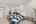 Blurred preview of media: IMG_0167.1