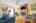 Blurred preview of media: 707 Whistler Dr_MLS (010 of 057)