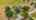 Blurred preview of media: 20141-6