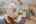 Blurred preview of media: PAX_0135