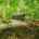 Blurred preview of media: image000003