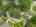 Blurred preview of media: DJI_0006