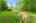 Blurred preview of media: 592 Sugar Road Bolton Massachusetts Job 38874 0014