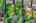 Blurred preview of media: 106 Cranarch Landing SE-60