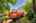 Blurred preview of media: IMG_5240_1_2_easyHDR