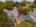 Blurred preview of media: 1-62