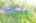 Blurred preview of media: DJI_0503