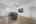 Blurred preview of media: DSC03727