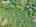 Blurred preview of media: DJI_20260527103659_0032_D_3_D_4_D_easyHDR