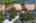 Blurred preview of media: iPixx_10_25