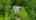 Blurred preview of media: DJI_0150-2