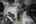 Blurred preview of media: Dorothy Gayle-29