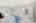 Blurred preview of media: 2bobwhite_063