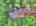 Blurred preview of media: DJI_20260527103912_0056_D_7_D_8_D_easyHDR