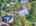 Blurred preview of media: DJI_20250822124154_0834_D_5_0835_D_5_0836_D_easyHDR