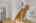 Blurred preview of media: 988 Grosbeak Trl (24)