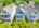 Blurred preview of media: 2-826-0115