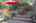 Blurred preview of media: IMG_8071.3