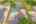 Blurred preview of media: Image-68