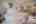 Blurred preview of media: PAX_3002