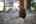 Blurred preview of media: 21290_SW_Eastview_Rd-chicken