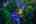 Blurred preview of media: 4Sept0022