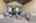 Blurred preview of media: 214SilentSpring-52