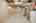 Blurred preview of media: h_b-35