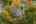 Blurred preview of media: 1-66