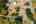 Blurred preview of media: 1-36