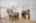 Blurred preview of media: 2-926-1705