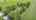 Blurred preview of media: DJI_0742