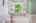 Blurred preview of media: Nerine_078