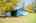 Blurred preview of media: IMG_1338