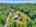 Blurred preview of media: DJI_20260609113442_0644_D_5_D_6_D_easyHDR