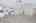 Blurred preview of media: 201 Quail Fritch-2