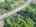 Blurred preview of media: 988 Grosbeak Trl-24