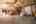 Blurred preview of media: DSC_0015