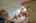 Blurred preview of media: IMG_1402_3_4